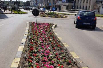 250.000 de răsaduri au fost plantate luna aceasta, pentru a face Suceava un oraș al florilor