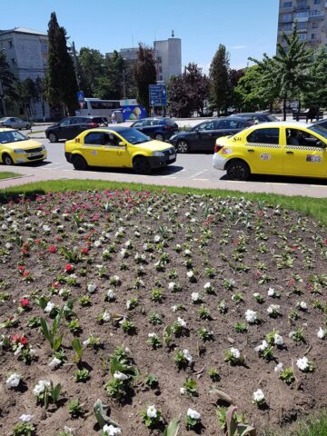 Peste 300.000 de flori împodobesc străzile Sucevei în această primăvară