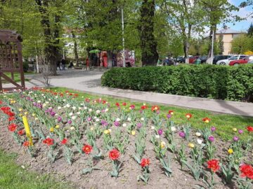 Peste 300.000 de flori împodobesc străzile Sucevei în această primăvară