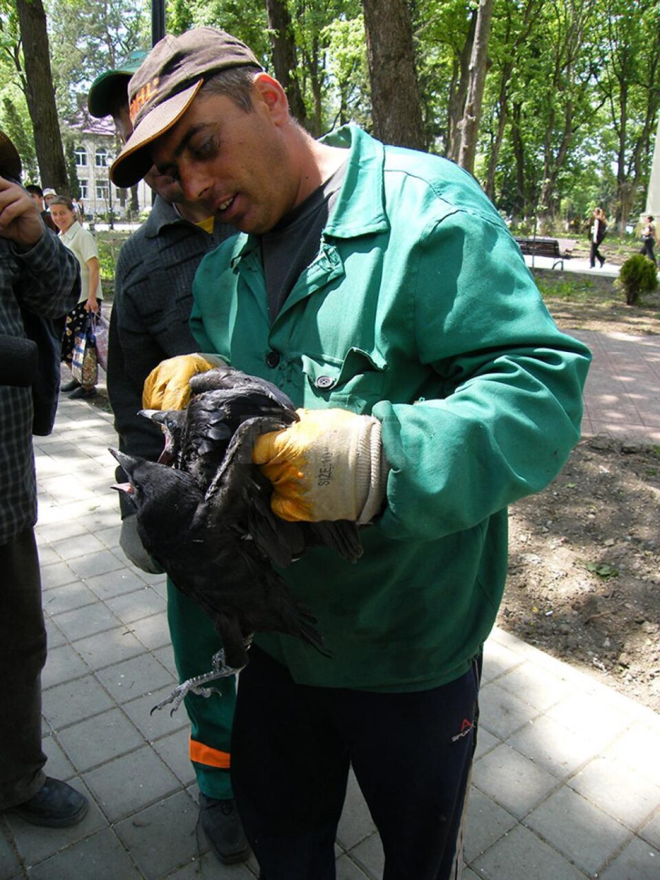 "Operațiunea Cioara", care s-a încheiat, s-a soldat cu doborârea a 300 de cuiburi