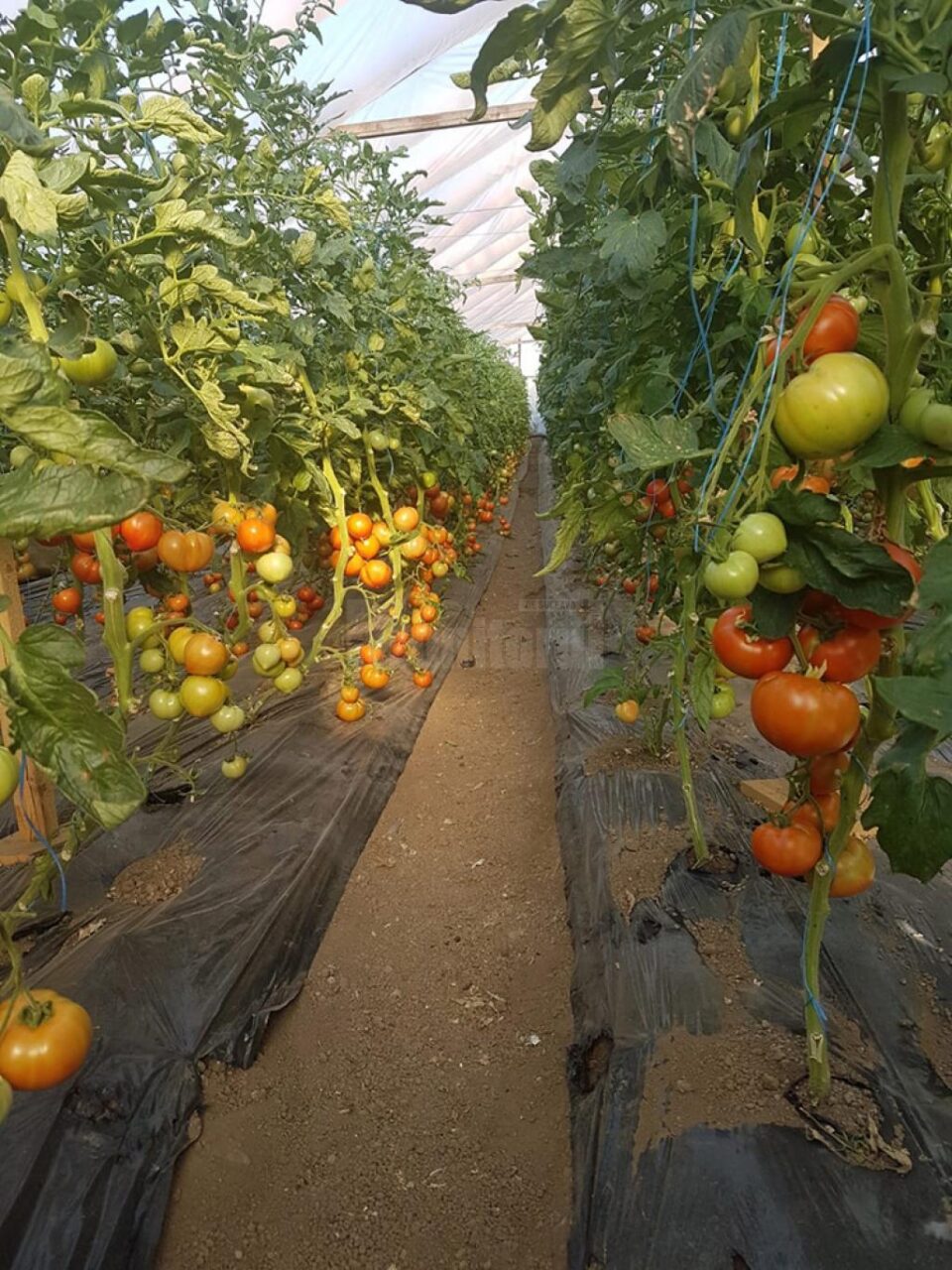 Primele buchete de tomate coapte, din noua recoltă Primele buchete de tomate coapte, din noua recoltă