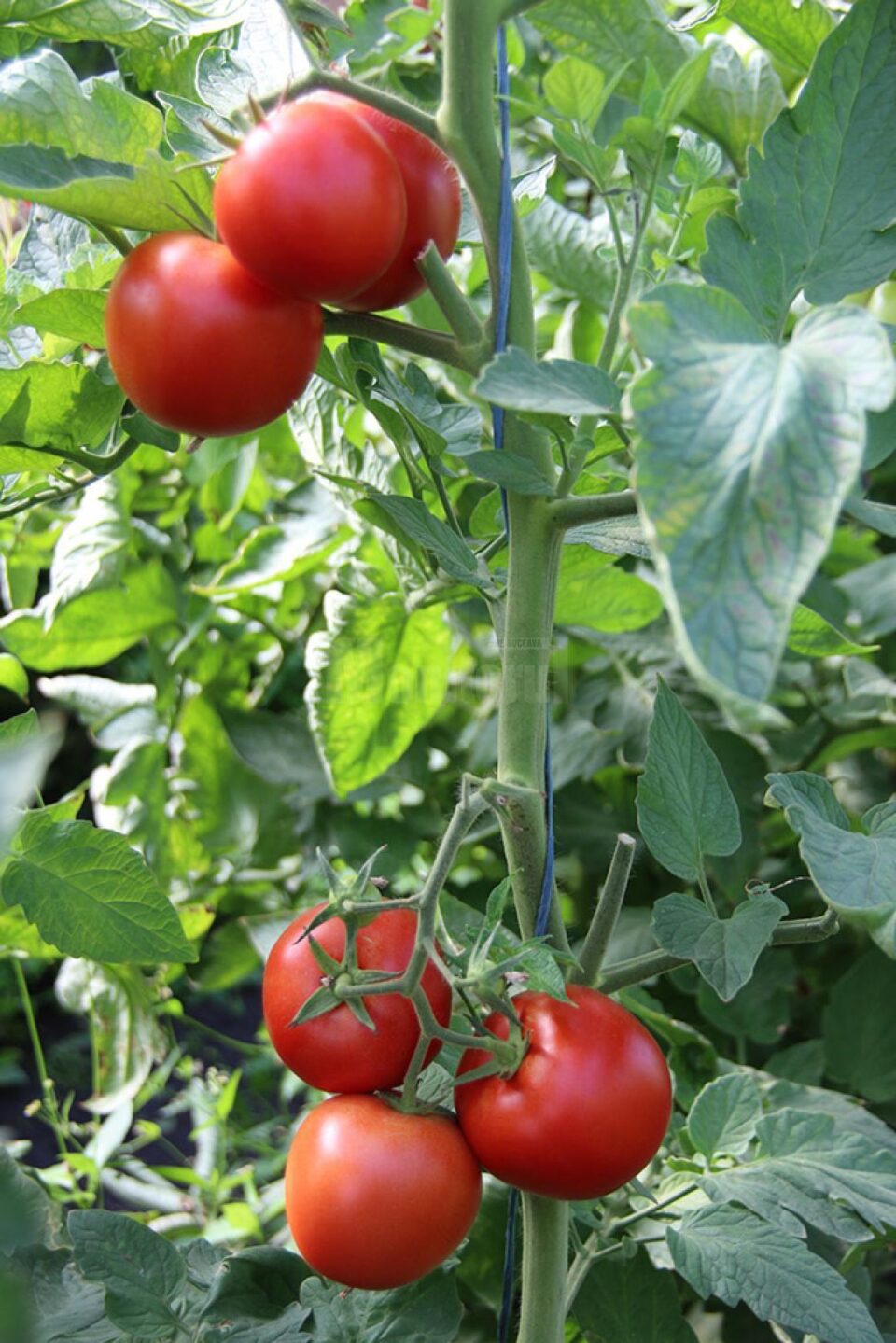 Valorificarea roșiilor produse în extrasezon, prelungită până la data de 15 iunie