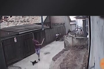 Pisică omorâtă cu bâta, de un individ periculos, în cartierul Burdujeni