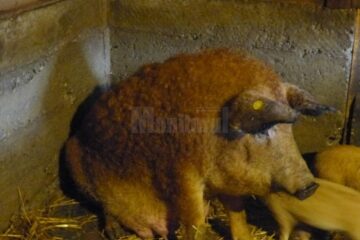 Primii porci din rasa Mangalița au fost livrați crescătorilor
