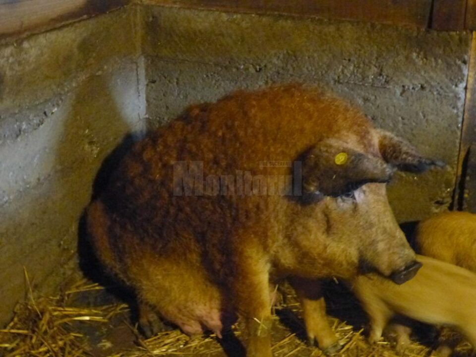 Primii porci din rasa Mangalița au fost livrați crescătorilor