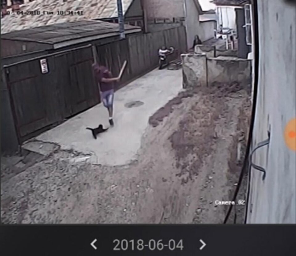 Pisică omorâtă cu bâta în Burdujeni