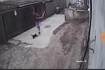 Pisică omorâtă cu bâta în Burdujeni