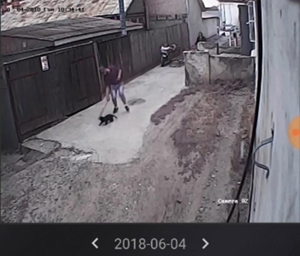 Pisică omorâtă cu bâta în Burdujeni
