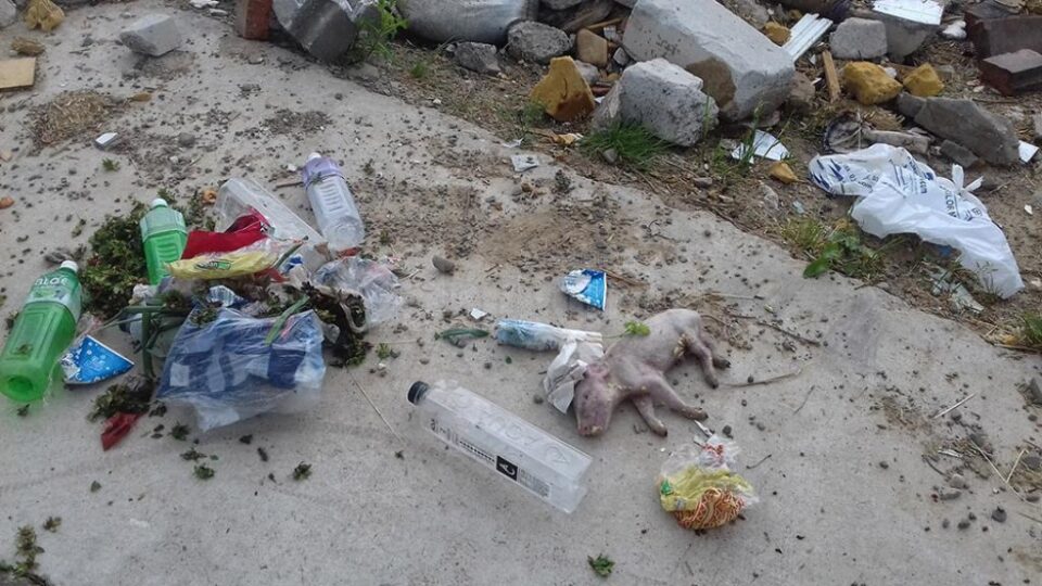 Gunoi menajer, inclusiv un purceluș mort, abandonat pe marginea unui drum din Remezău - Vicovu de Jos