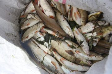 Peste o sută de kilograme de pește mort, adunat de pe o porțiune de doi kilometri a râului Suceava