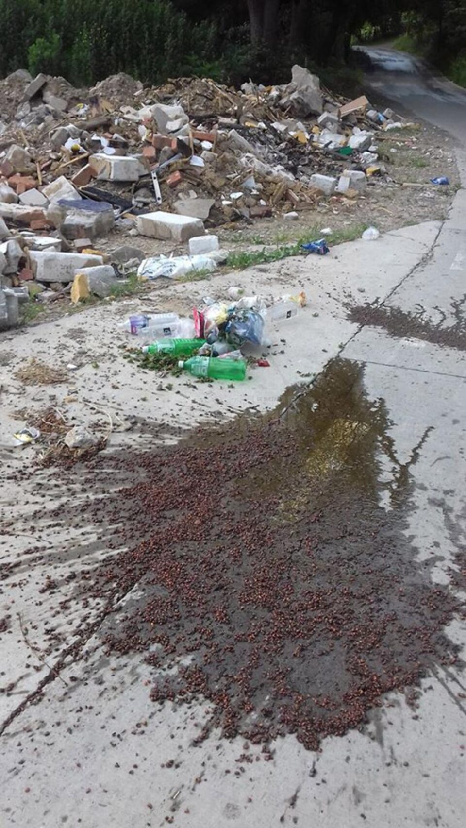 Gunoi menajer, inclusiv un purceluș mort, abandonat pe marginea unui drum din Remezău - Vicovu de Jos