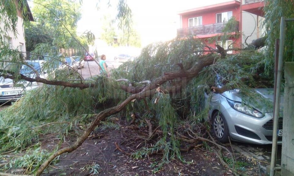 Copaci cazuti peste masini