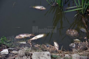Peștii morți plutesc pe apa iazului