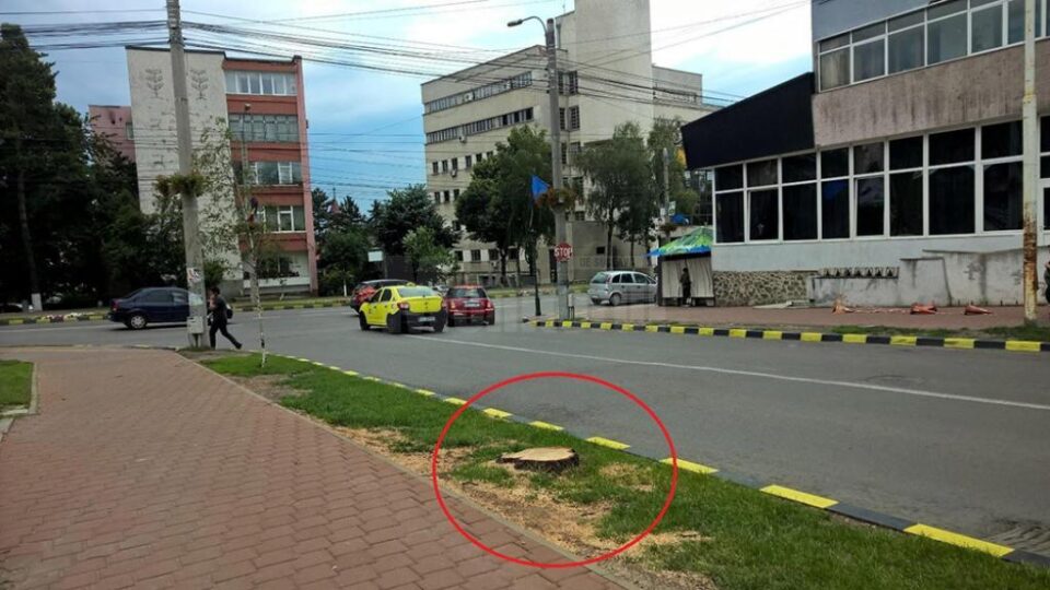Primarul Ion Lungu, acuzat că face defrișări după bunul plac în municipiul Suceava