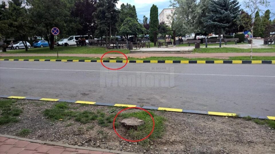 Primarul Ion Lungu, acuzat că face defrișări după bunul plac în municipiul Suceava