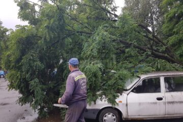 Copacul cazut peste masini a fost indepartat de echipele de interventie de la Primarie