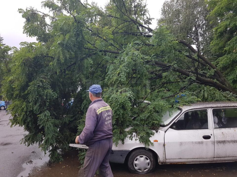 Copacul cazut peste masini a fost indepartat de echipele de interventie de la Primarie Copacul cazut peste masini a fost indepartat de echipele de interventie de la Primarie