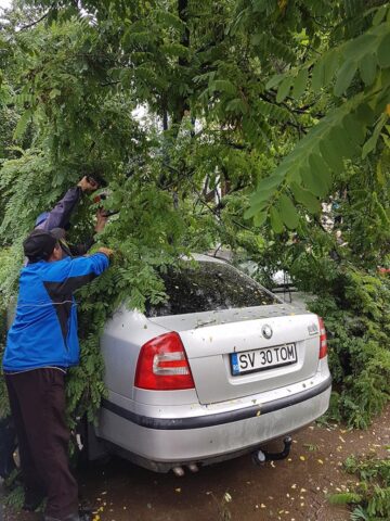 Copac căzut peste mașini, în spatele magazinului Bucovina