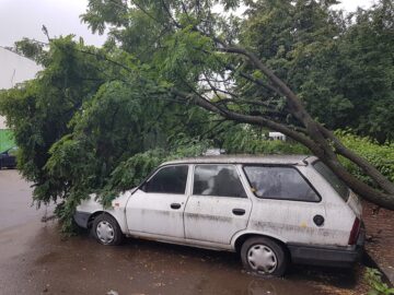 Copac prăbușit peste mașini, pe strada Vasile Bumbac