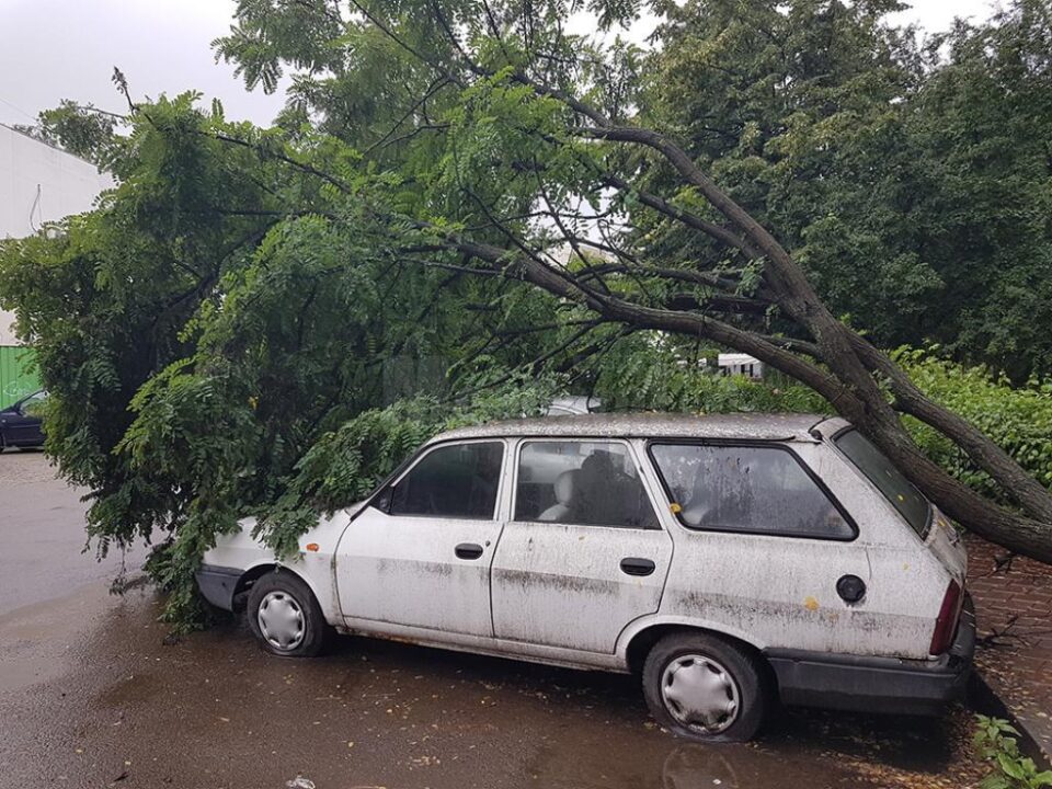 Copac prăbușit peste mașini, pe strada Vasile Bumbac