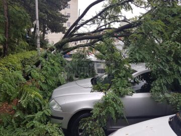 Copac căzut peste mașini, în spatele magazinului Bucovina