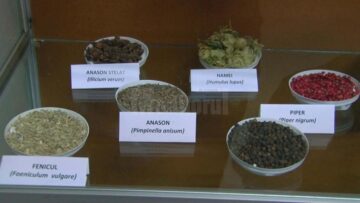 150 de tipuri de semințe și 35 de tablouri realizate cu ajutorul semințelor de elevi de la Bivolărie, expuse la Muzeul de Științele Naturii