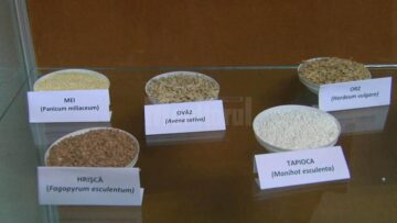 150 de tipuri de semințe și 35 de tablouri realizate cu ajutorul semințelor de elevi de la Bivolărie, expuse la Muzeul de Științele Naturii
