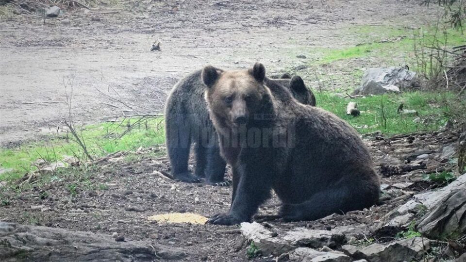 Urșii au atacat animalele domestice din gospodării și de la stâne, în zona de munte a județului Urșii au atacat animalele domestice din gospodării și de la stâne, în zona de munte a județului