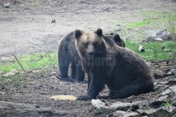 Urșii au atacat animalele domestice din gospodării și de la stâne, în zona de munte a județului