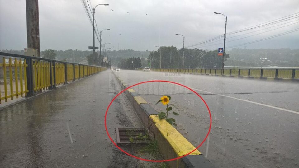 Dan Ioan Cușnir arată că în gropile de pe podul de peste râul Suceava a crescut floarea-soarelui