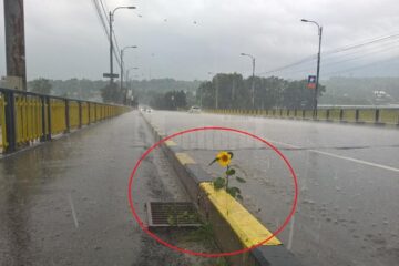 Dan Ioan Cușnir arată că în gropile de pe podul de peste râul Suceava a crescut floarea-soarelui
