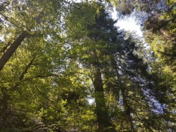 Codrii Seculari Slătioara, sanctuarul de la poalele Rarăului