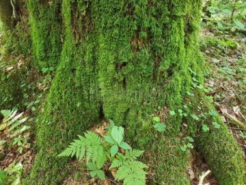 Trunchiurile arborilor sunt învelite într-o pătură magică, verde, fremătândă