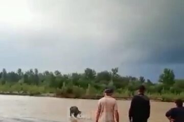 Pompierii au salvat o vacă din mijlocul râului Suceava
