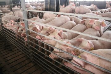 Ferma de porci de la Vorniceni-Moara