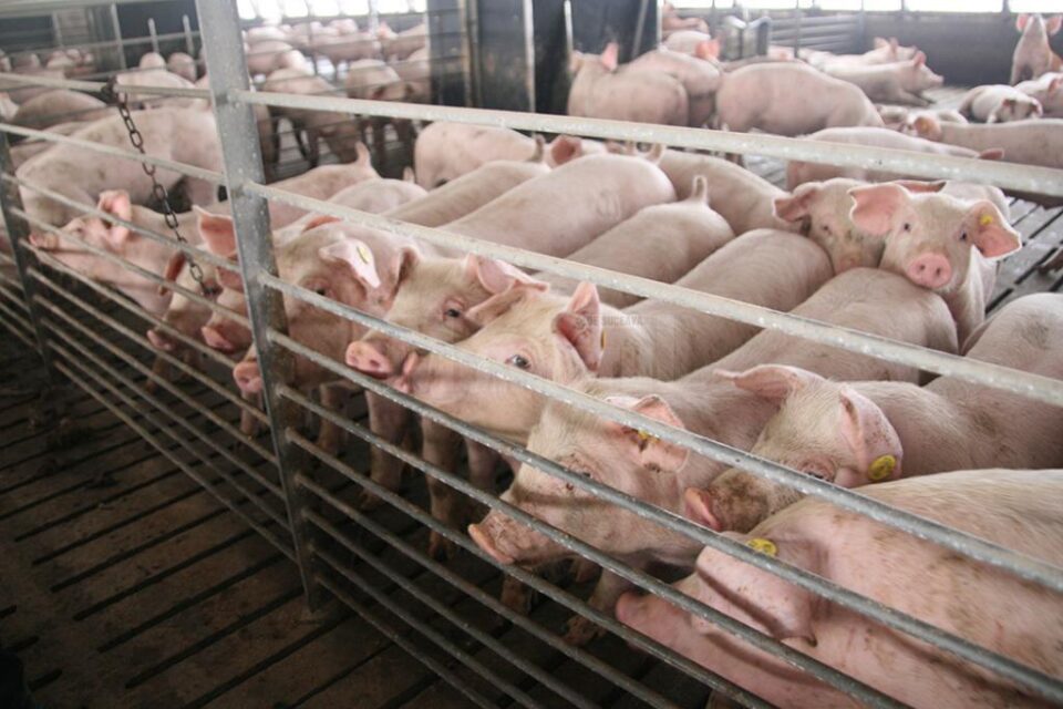 Ferma de porci de la Vorniceni-Moara