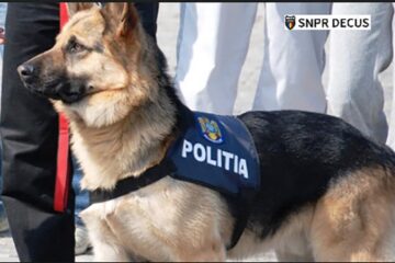 Câinele a sărit din curtea polițistului și a ajuns în drum, unde a fost lovit de o mașină