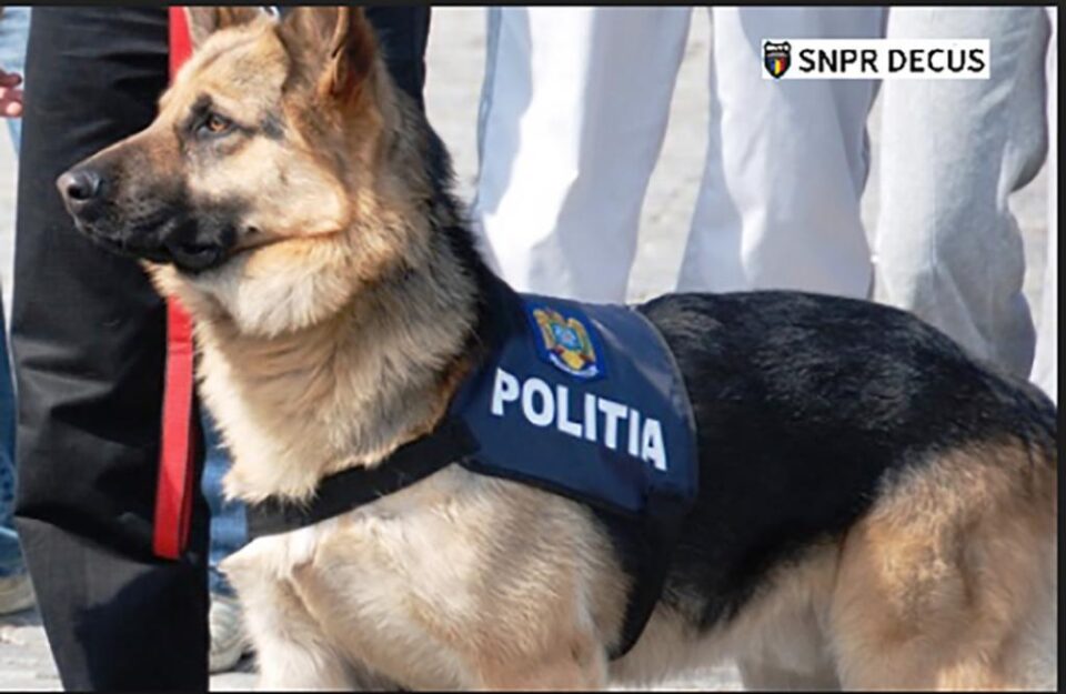 Câinele a sărit din curtea polițistului și a ajuns în drum, unde a fost lovit de o mașină Câinele a sărit din curtea polițistului și a ajuns în drum, unde a fost lovit de o mașină
