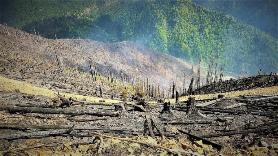 Incendiile forestiere în pădurile de stat, de șapte ori mai puține decât anul trecut