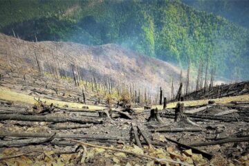 Incendiile forestiere în pădurile de stat, de șapte ori mai puține decât anul trecut