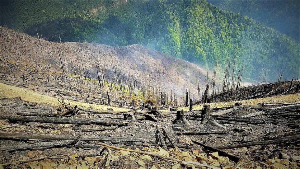 Incendiile forestiere în pădurile de stat, de șapte ori mai puține decât anul trecut