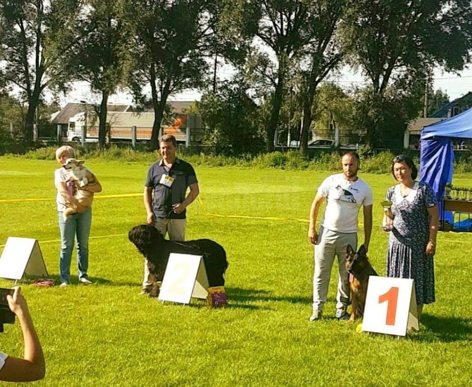 Doi câini de rasă din Suceava au devenit campioni de juniori ai Ucrainei