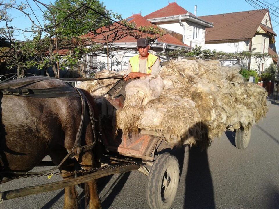Unii crescători din zonele apropiate preferă să-și transporte singuri lâna la centrul de achiziție