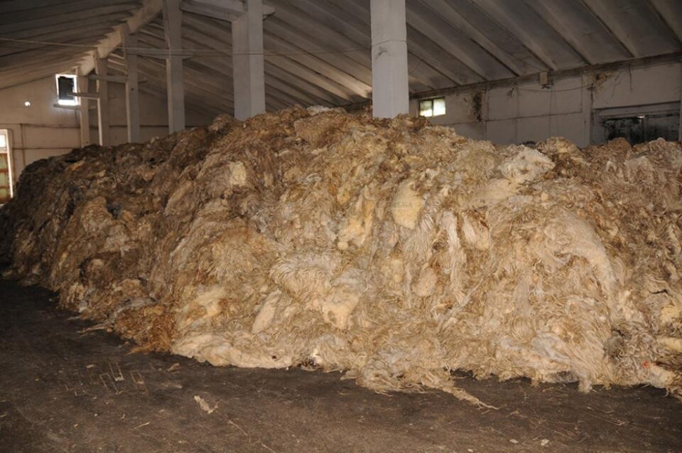 Din cauza ploilor, sezonul de colectare a lânii a fost mai slab în acesta an, când s-au colectat în jur de 150 de tone