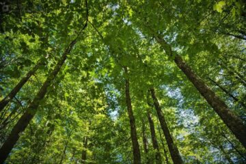 Pădurile gestionate de Direcția Silvică Suceava au certificare FSC încă din 2016