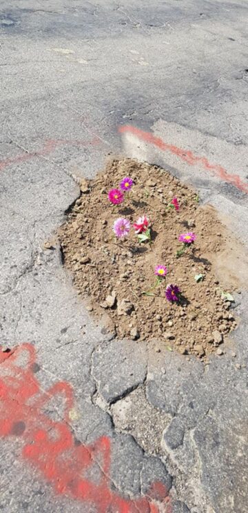 Gropile au fost umplute cu pământ și aici au fost plantate flori