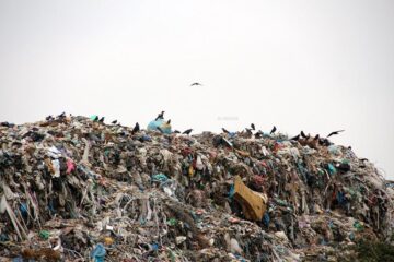 Ciorile fac parte din acest peisaj sinistru