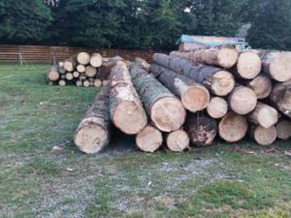 Peste 100 de amenzi aplicate în cadrul unei ample acțiuni de prevenire și combatere a delictelor silvice Peste 100 de amenzi aplicate în cadrul unei ample acțiuni de prevenire și combatere a delictelor silvice