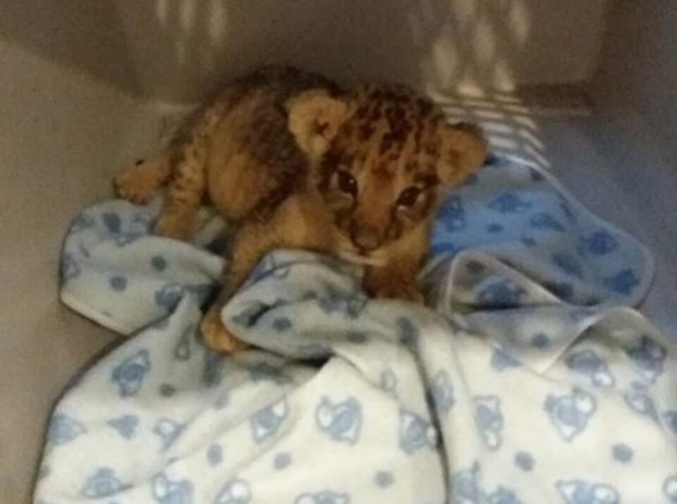 „Paco” a ajuns la Grădina Zoologică Timișoara, epuizat și deshidratat. Foto: renasterea.ro