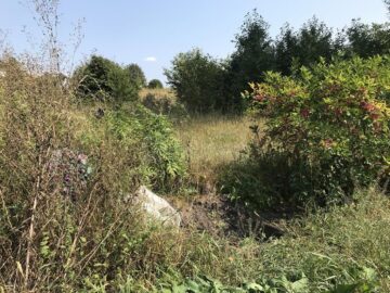 Cimitirul inocenților, cu sutele de victime ale „Orfelinatului Groazei” din Siret, tăinuit sub bălării
